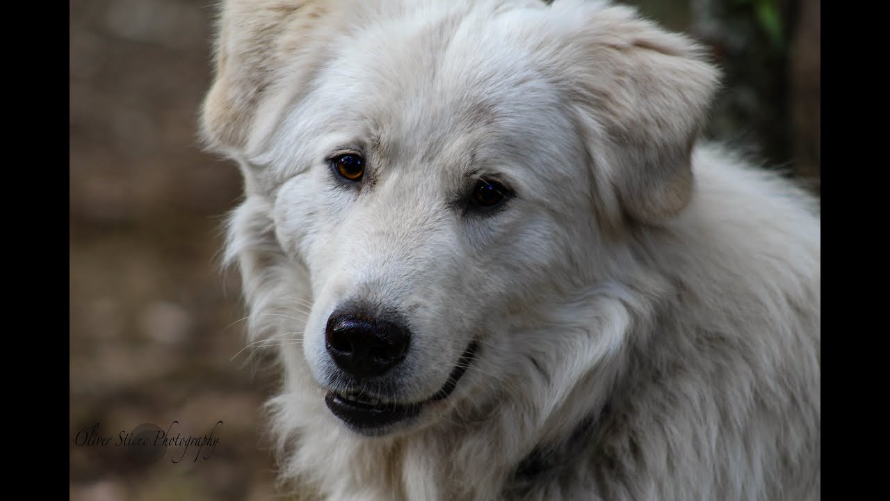 Animal Reiki Chat by Bronwen Logan at International House of Reiki