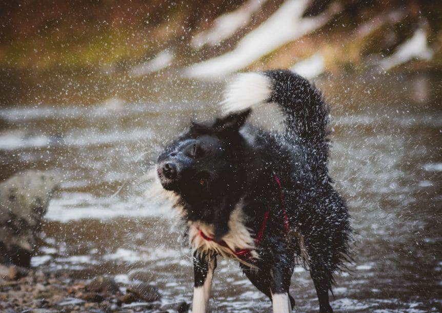 Dog Shaking wet