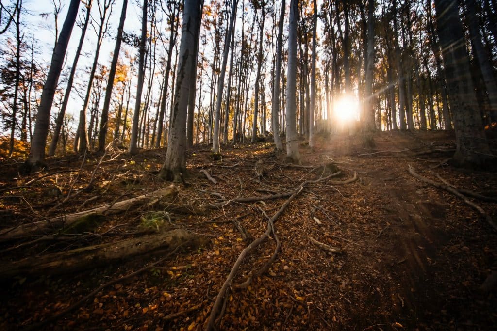 Forest with Sun