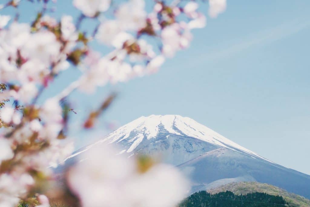 Mt Fuji with blossoms