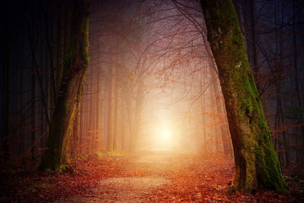 Pathway through trees