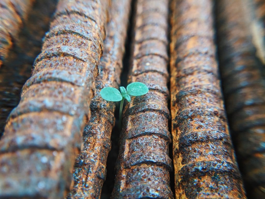 Sprout growing between rebars