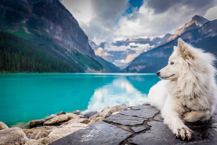 White dog sitting on rock