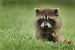 baby racoon
