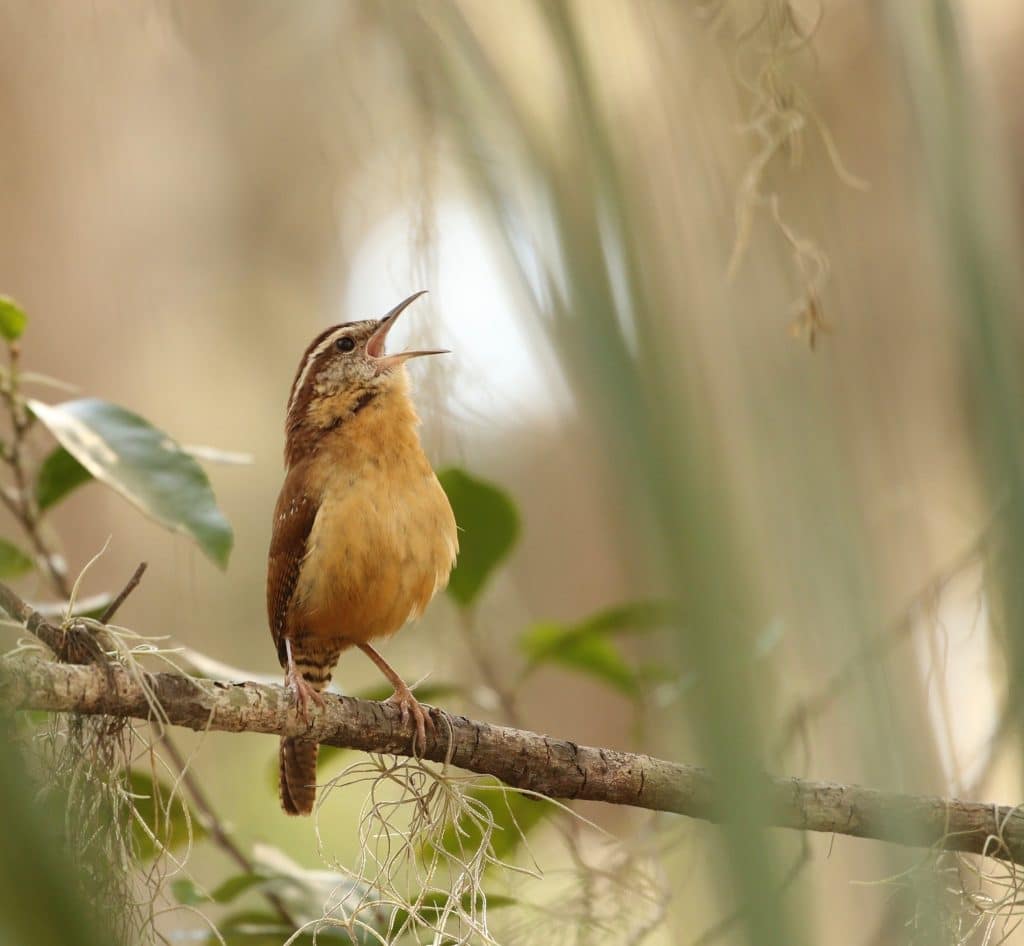 bird singing