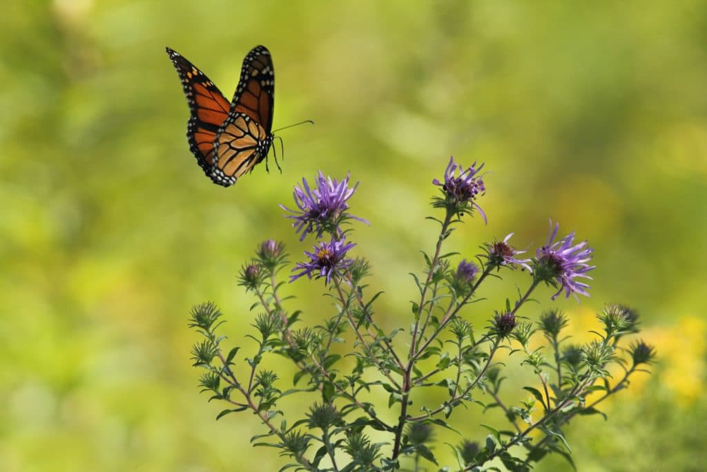 butterfly and flower