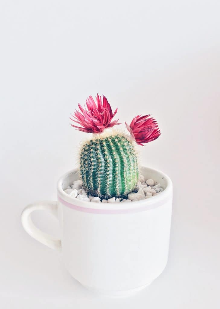 cactus in cup