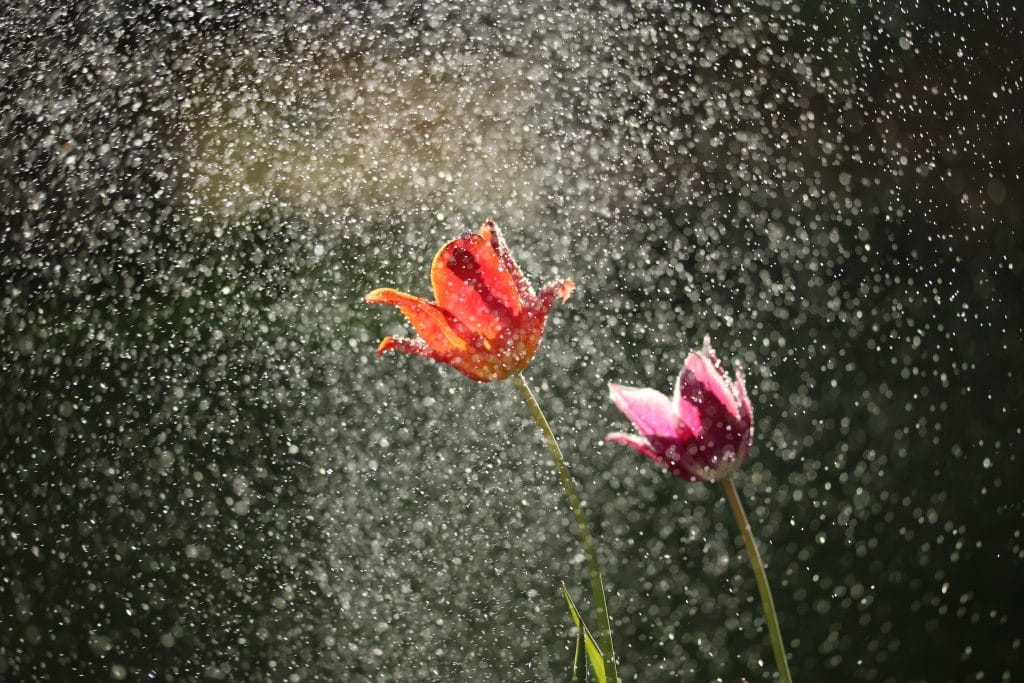 flowers in the rain