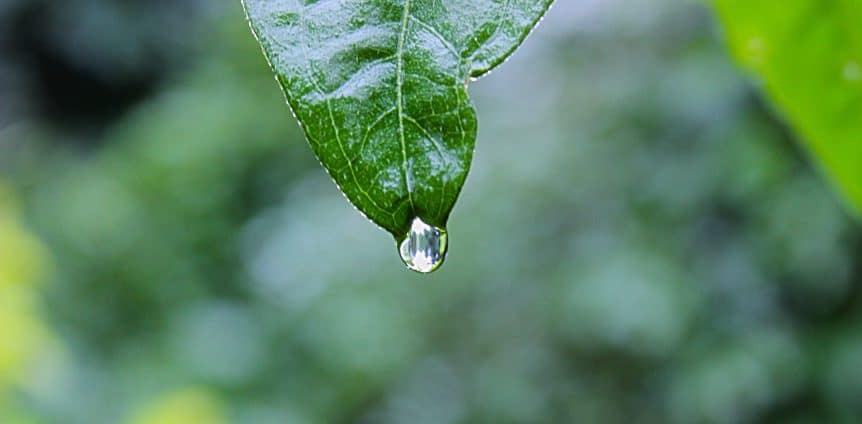 focus leaf drop