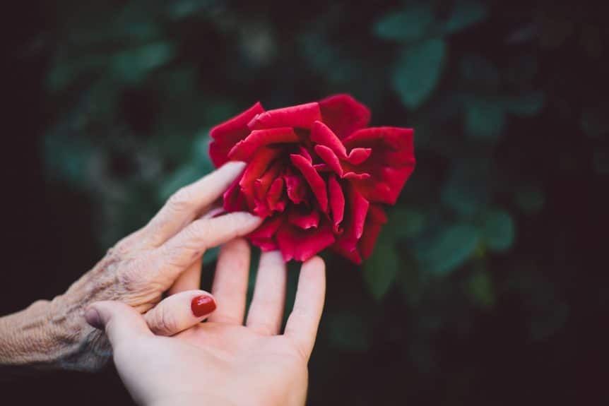 old young hand rose