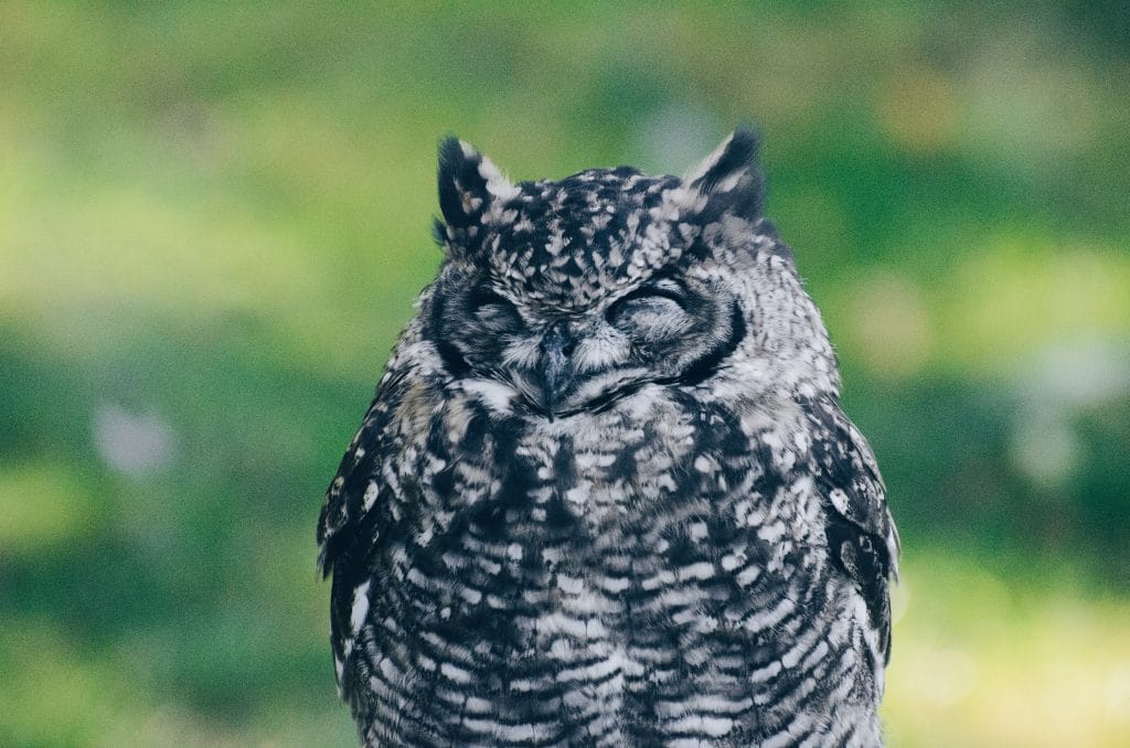 owl eyes closed