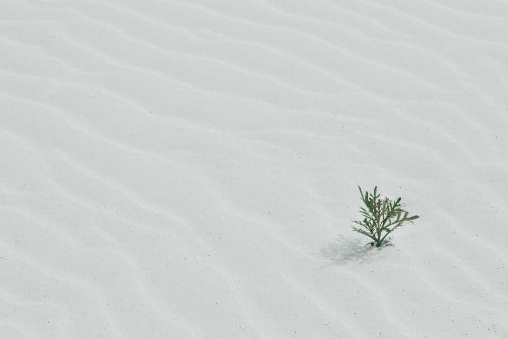 plant desert