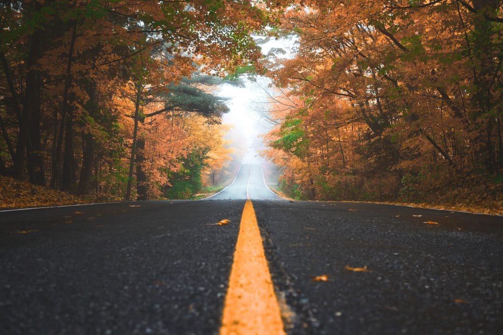 road trees