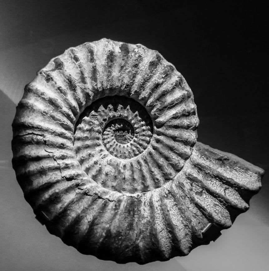 shell spiral focus