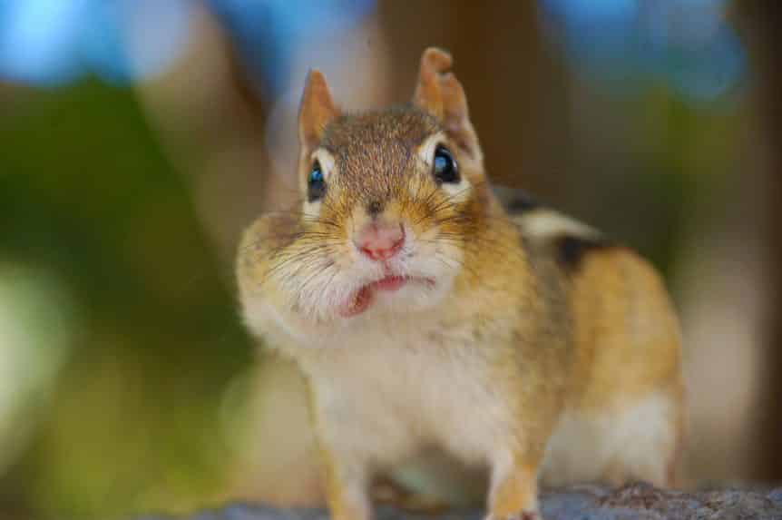 squirrel with full mouth