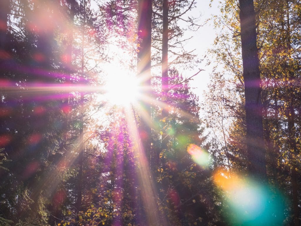 sun shining trees