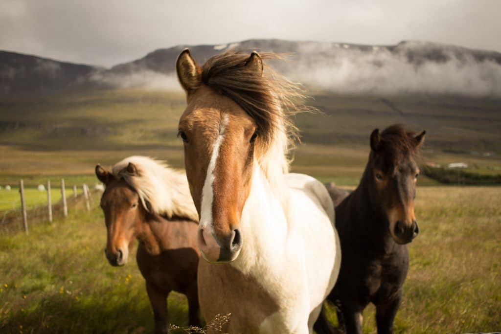 three horses