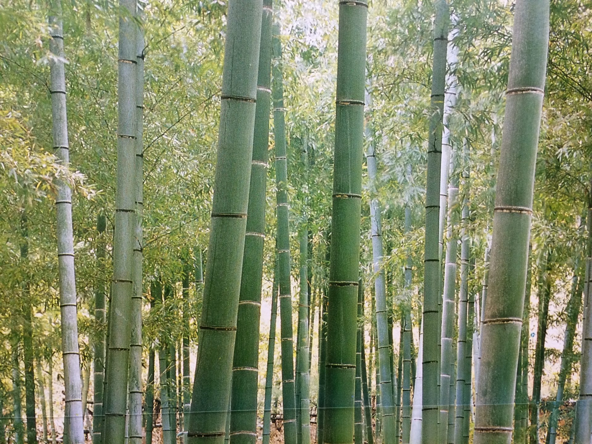 bamboo