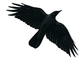 crow