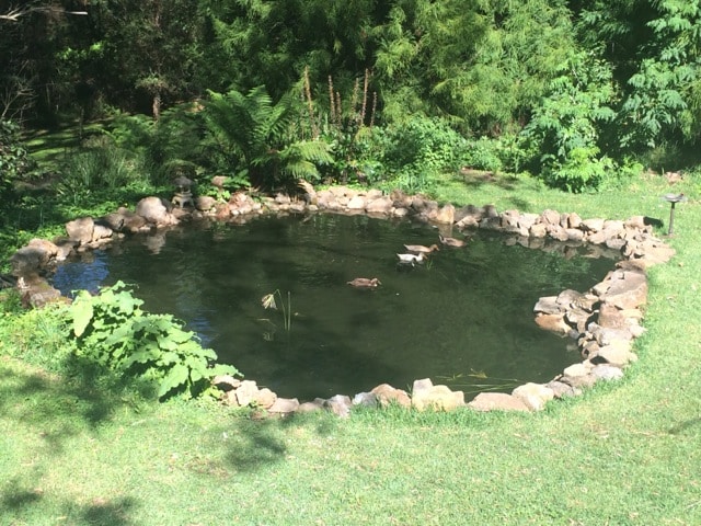 duckpond4