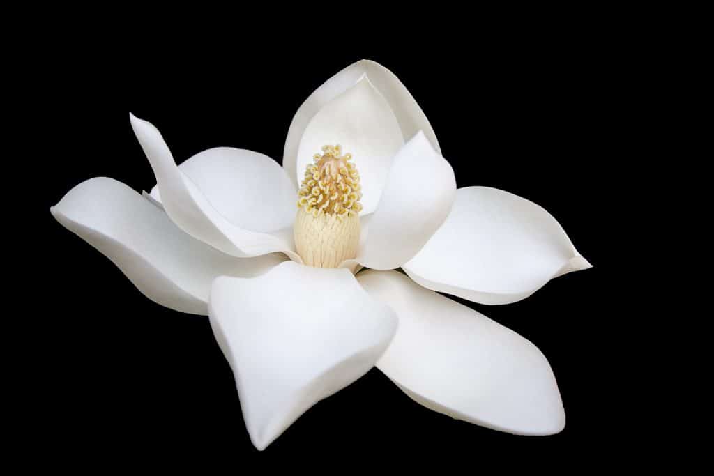 white flower yin yang