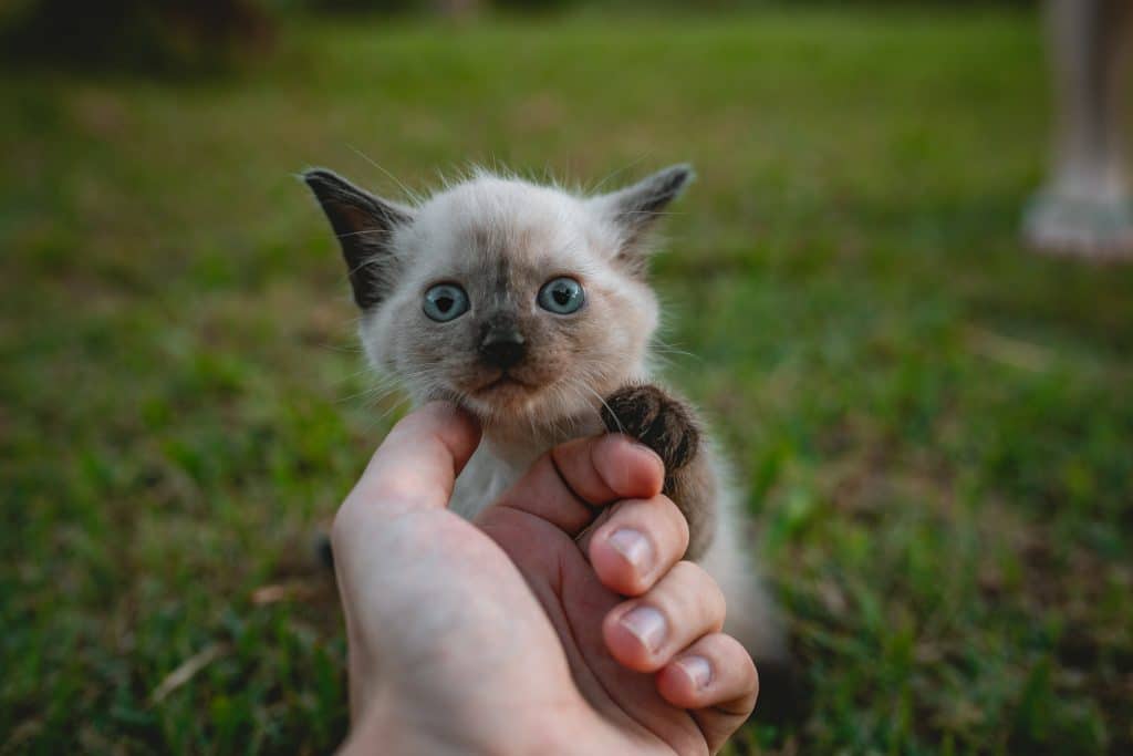 white kittten on grass